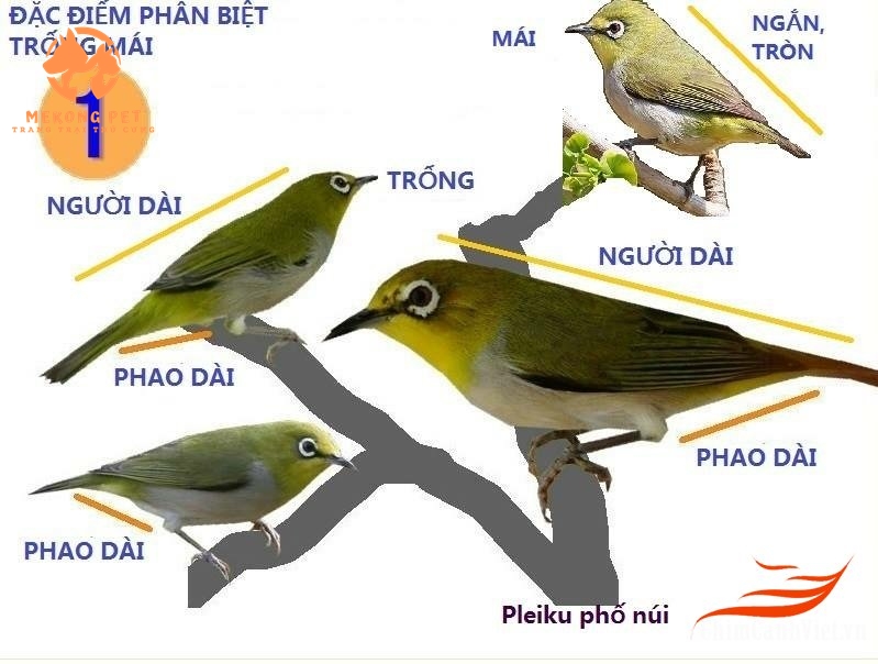 Cách phân biệt chim vành khuyên trống và chim vành khuyên mái